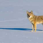 Residents and Wildlife Advocates