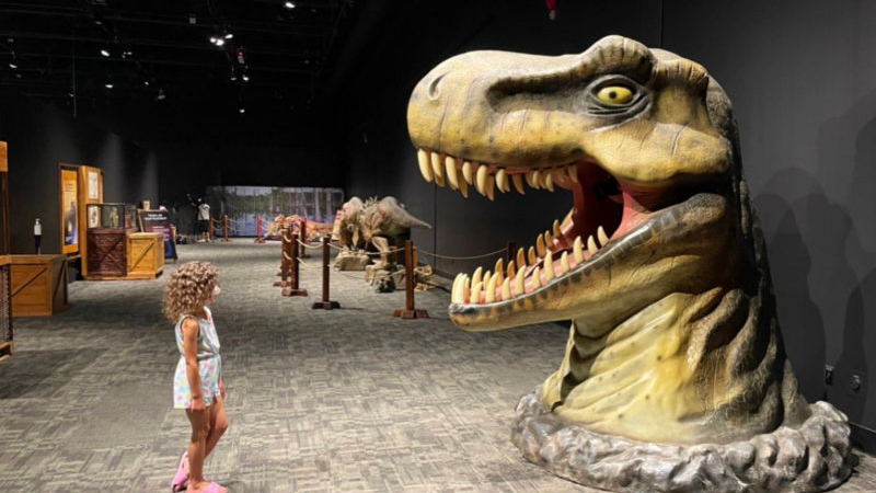 a picture of a little girl staring up at a dinosaur in the museum