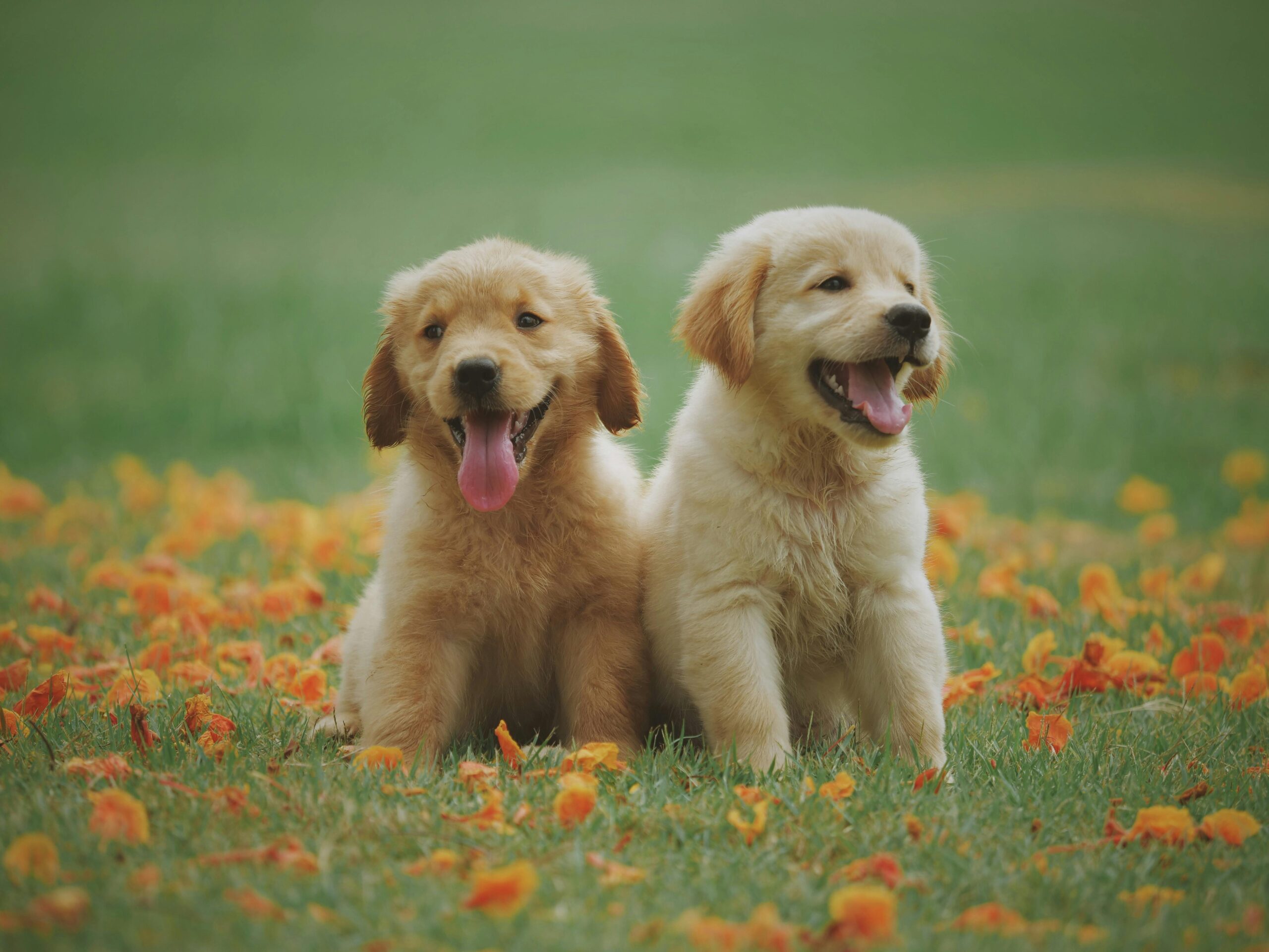 Two smiling golden retriever puppies sitting on a grassy field, surrounded by orange flower petals.