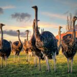 A group of ostriches standing together on a farm at sunset.