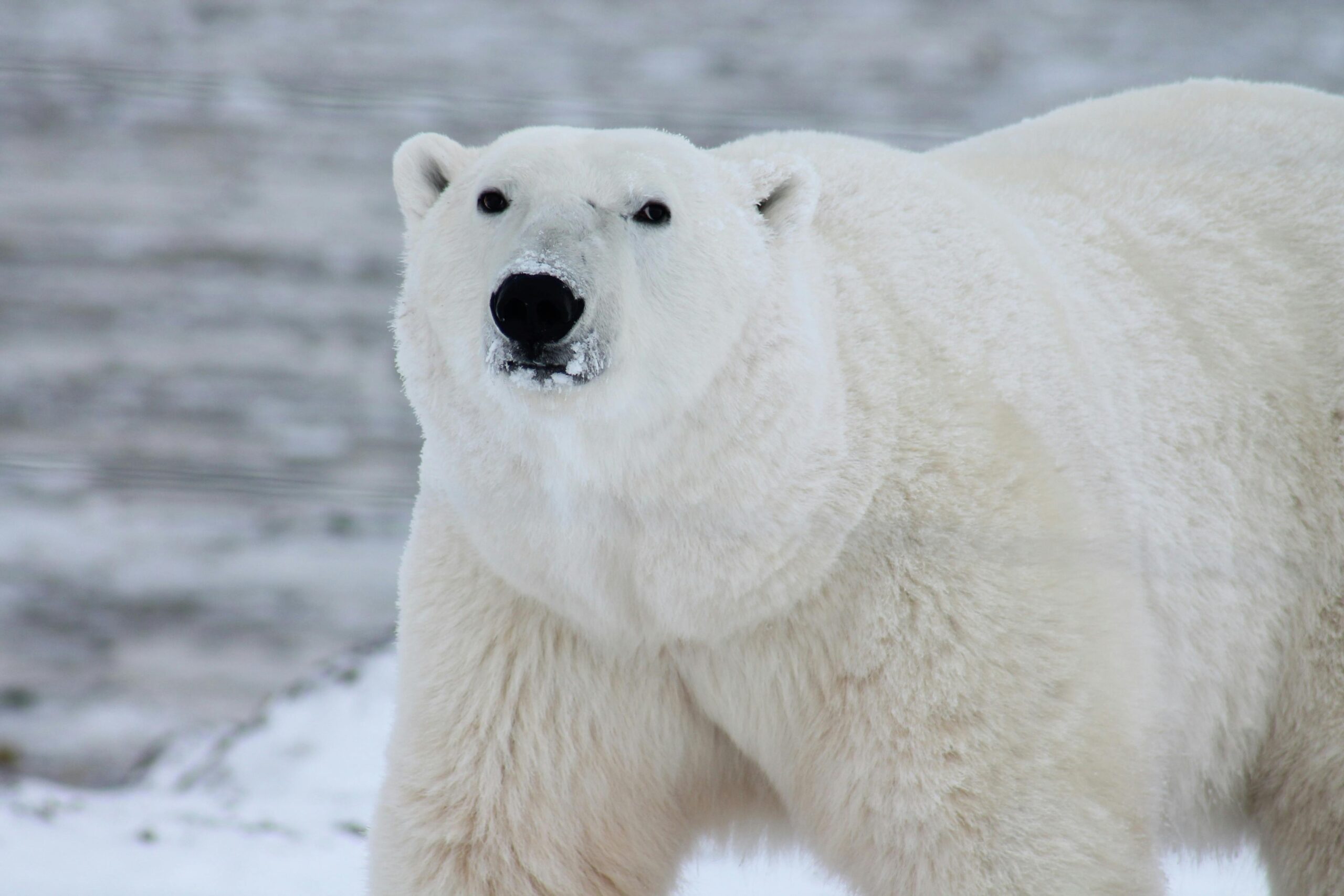 Polar bear in the Canadian Arctic, used to illustrate wildlife conservation efforts supported by charities in Canada.