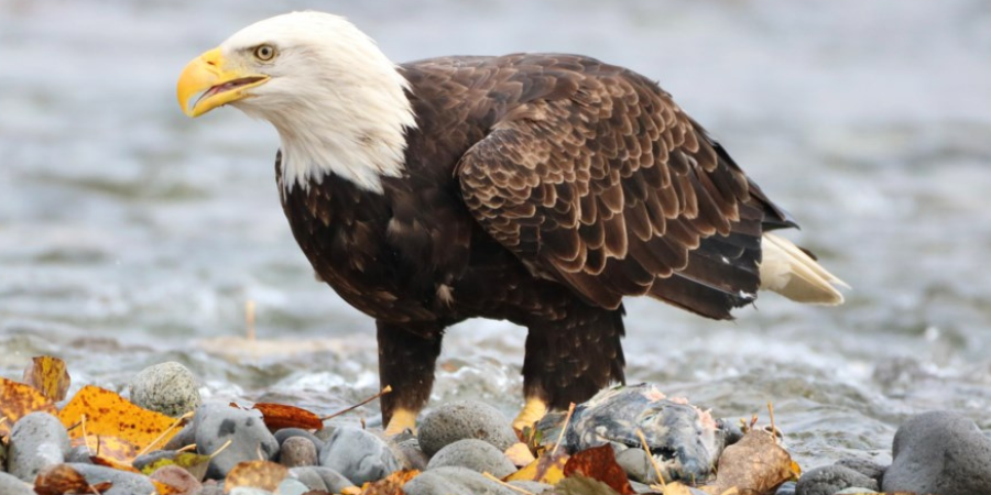 Bald eagle standing along the shoreline at a bird watching location in Vancouver and the Lower Mainland, British Columbia.