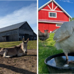 Donkeys at The Donkey Sanctuary of Canada and farm animals at Lailo Farm Sanctuary in Nova Scotia