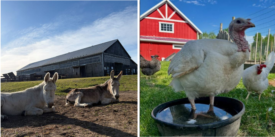 Donkeys at The Donkey Sanctuary of Canada and farm animals at Lailo Farm Sanctuary in Nova Scotia