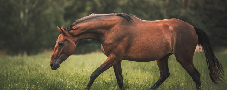 Bay therapy horse walking through a grassy field representing therapeutic riding and equine therapy programs in Metro Vancouver and the Fraser Valley.